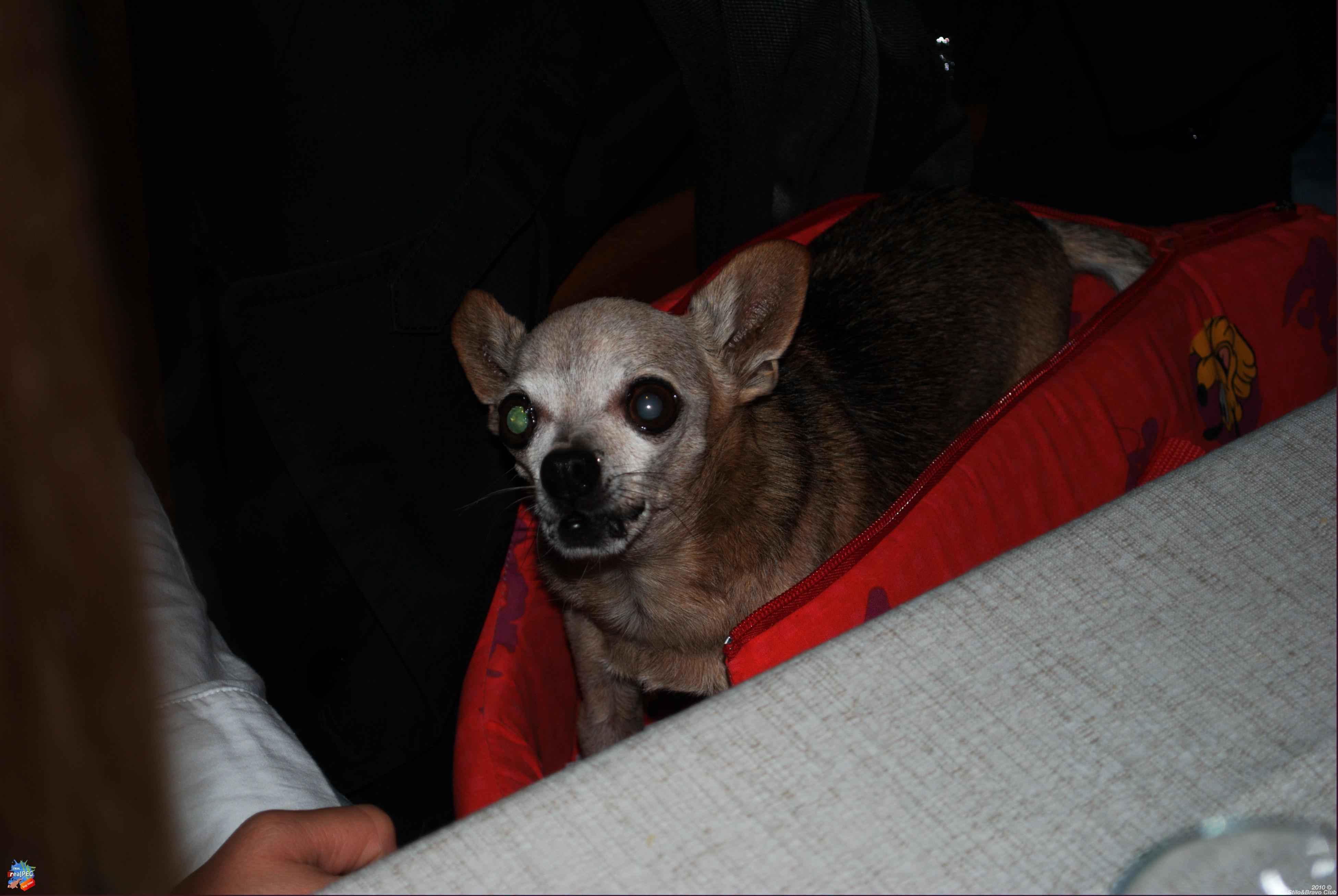 DSC_2966.jpg