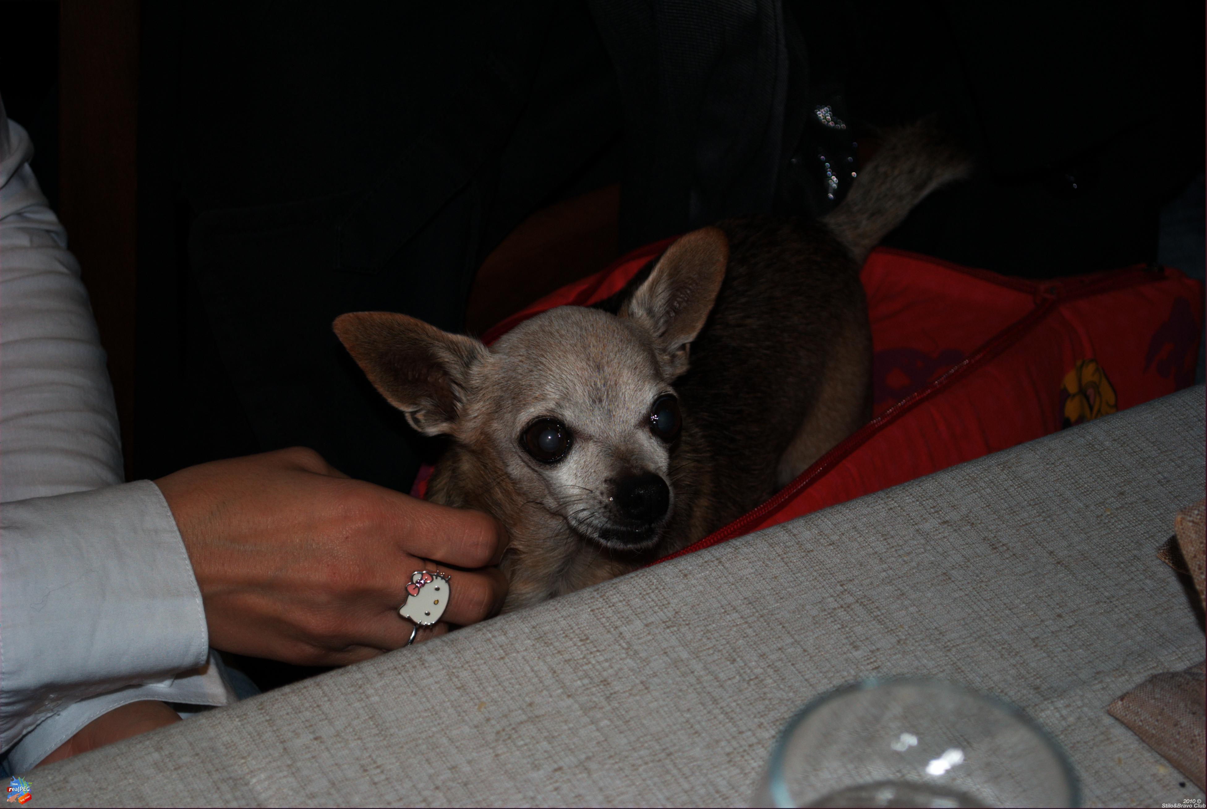 DSC_2967.jpg